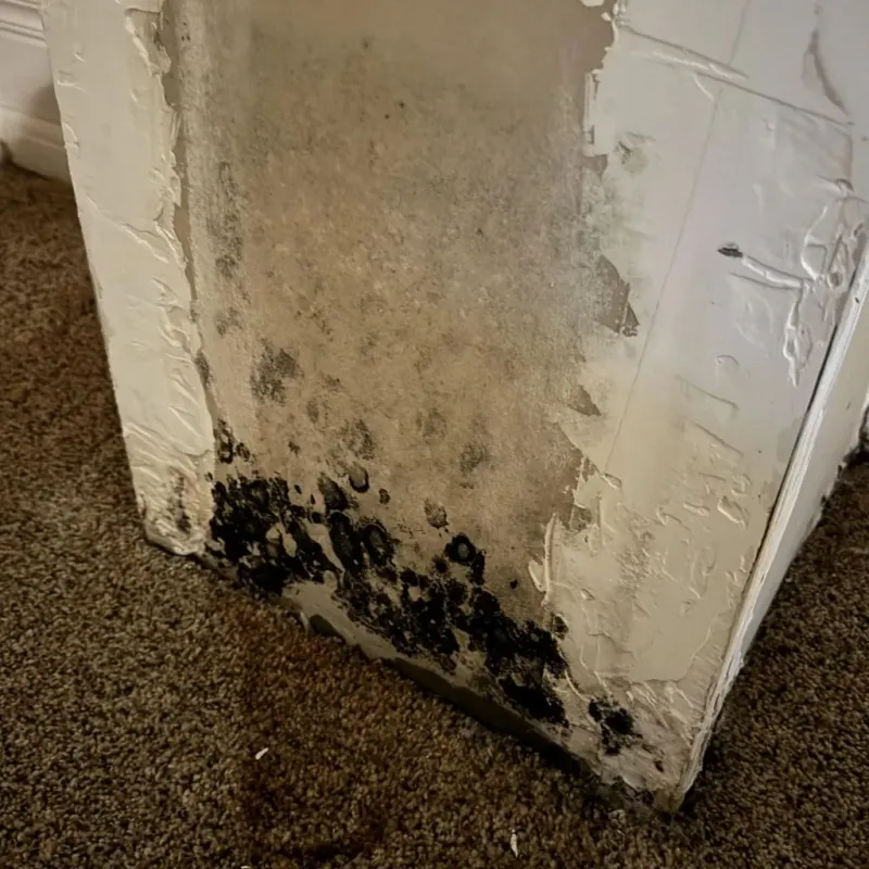 Professional Mold Removal in Blossom, TX
